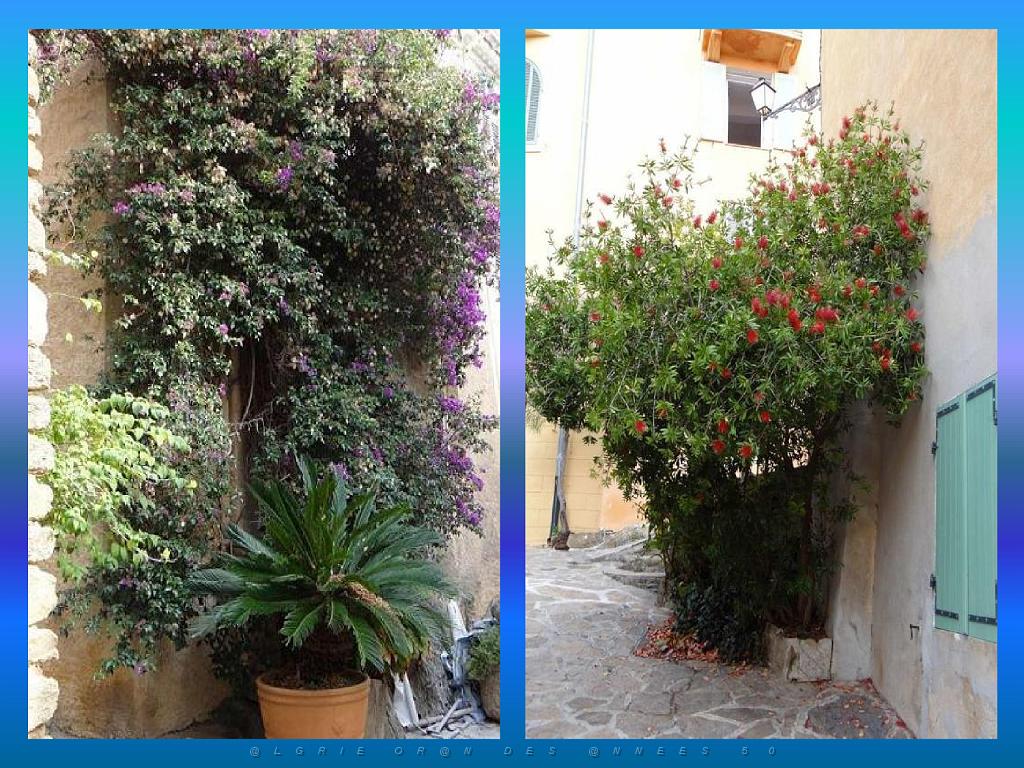 183 D24 BORMES LES MIMOSAS 2_000008.jpg